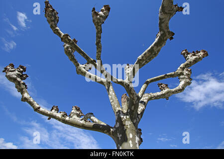 Le platane, ou platane, est le l'arbre d'Hippocrates vu ici à l'hiver sans feuilles Banque D'Images