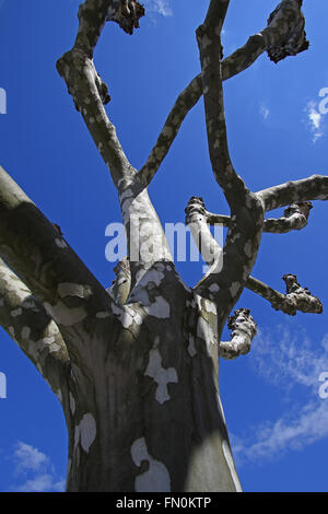 Le platane, ou platane, est le l'arbre d'Hippocrates vu ici à l'hiver sans feuilles Banque D'Images