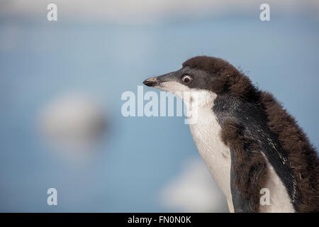 L'antarctique, péninsule antarctique, Brown Bluff. Adelie penguin, chicknature Banque D'Images