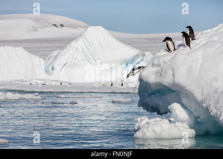 L'antarctique, péninsule antarctique, Brown Bluff. Adelie penguin, pingouin iceberg au large de plongée Banque D'Images