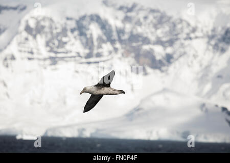 L'antarctique, péninsule antarctique, pétrel géant battant Banque D'Images