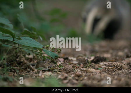 Longue queue Field Mouse / Wood Mouse ( Apodemus sylvaticus ) se cachant d'un blaireau proche sous les mûres tendres, la faune, l'Europe. Banque D'Images