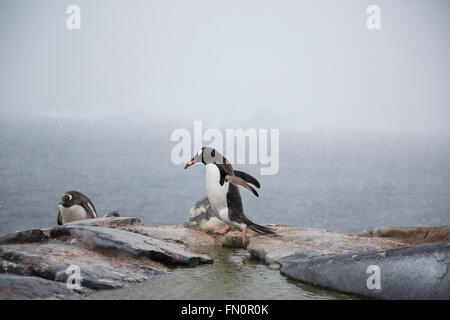 L'antarctique, péninsule Antarctique, l'île Booth, Gentoo pingouin exerçant son nid de pierre Banque D'Images