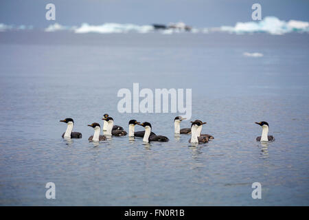 L'antarctique, péninsule Antarctique, îles de poissons, troupeau de cormorans aux yeux bleus Banque D'Images