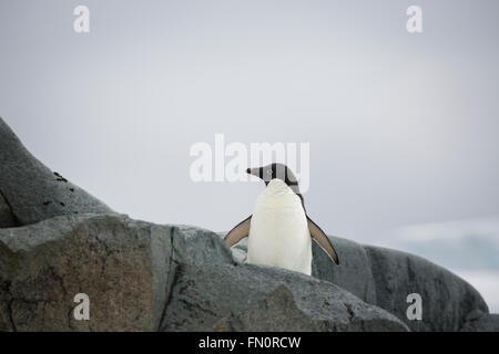 L'antarctique, péninsule Antarctique, l'Île Petermann, Adelie penguin. Banque D'Images