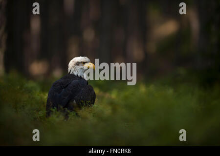 Pygargue à tête blanche (Haliaeetus leucocephalus), regarde attentivement, s'assoit dans le focus dans les sous-bois de bois sombres. Banque D'Images