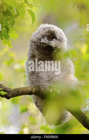 Long-eared Owl (Asio otus ) perché dans un arbre, tourne la tête pour avoir une meilleure vue, la faune, des couleurs, de la faune. vernal Banque D'Images