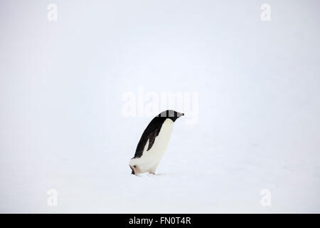 L'antarctique, péninsule Antarctique, l'Île Petermann, Adelie penguin, Banque D'Images