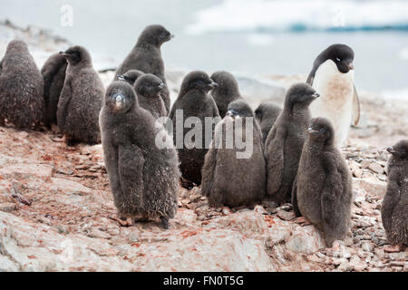 L'antarctique, péninsule Antarctique, l'Île Petermann, Adelie penguin, poussins Banque D'Images