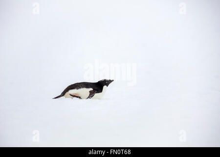 L'antarctique, péninsule Antarctique, l'Île Petermann, Adelie penguin, Banque D'Images