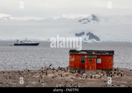 L'antarctique, péninsule Antarctique, l'île de Trinité, Mikkelsen Harbour, manchots sur la rive, navire d'expédition Hanse Explorer. Banque D'Images