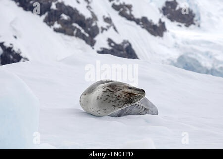 L'antarctique, Leopard seal, péninsule antarctique, Curtiss, leopard Seal Bay couché sur la banquise Banque D'Images
