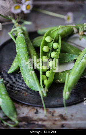 Les pois frais sur fond gris Banque D'Images