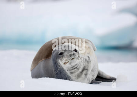 L'antarctique, péninsule antarctique, Phoque de Weddell allongé sur la glace dans le port de Mikkelson Banque D'Images