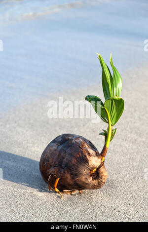 Noix de Coco Cocos nucifera 'échoués'. Banque D'Images