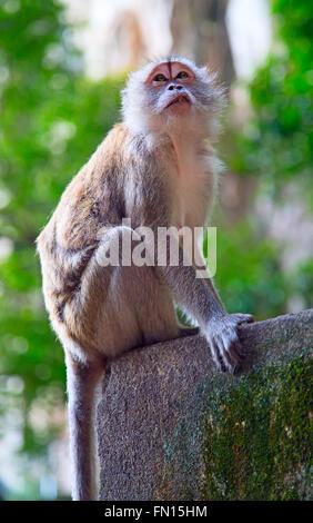 Singes sur l'escalier de grottes de Batu temple à Kuala Lumpur, Malaisie Banque D'Images