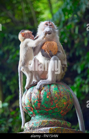 Singes sur l'escalier de grottes de Batu temple à Kuala Lumpur, Malaisie Banque D'Images