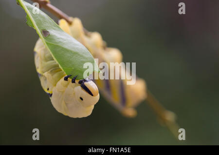 La tête de mort Acherontia atropos Sphynx larve ; manger unique Privet UK Banque D'Images