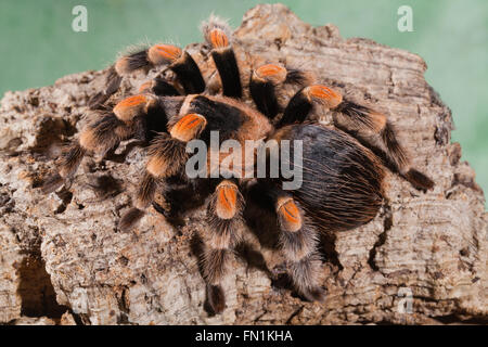 Genou-Rouge mexicaine Tarentule Brachypelma smithi (araignée). Banque D'Images