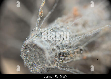 Vis couvert de cobweb Banque D'Images