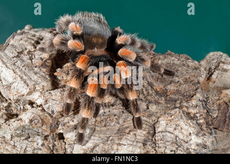 Genou-Rouge mexicaine Tarentule Brachypelma smithi (araignée). Banque D'Images