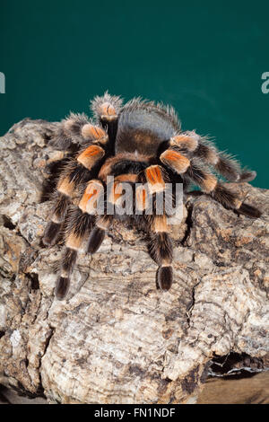 Genou-Rouge mexicaine Tarentule Brachypelma smithi (araignée). Banque D'Images