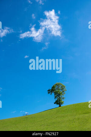 Lone Tree sur front de colline dans la vallée de Usk ahainst ciel d'un bleu vif avec peu de nuages blancs. Monmouthshire au Pays de Galles UK Banque D'Images