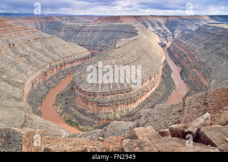 Cygne sur le fleuve San Juan près de Mexican Hat, Utah Banque D'Images
