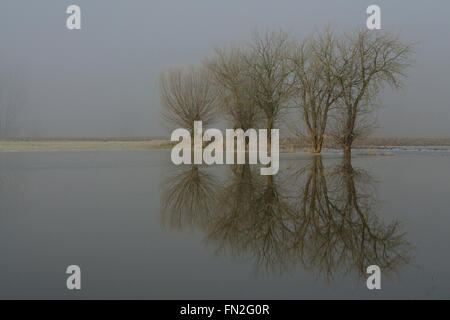 Les terres agricoles inondées avec des arbres solitaires sur une glace typique à froid matin d'hiver brumeux Région du Bas Rhin, l'Allemagne. Banque D'Images