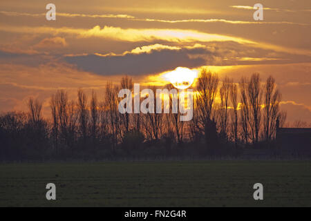 Coucher du soleil d'hiver. Lombardie les peupliers (Populus nigra italica), en silhouette. Ingham, Norfolk. UK. Banque D'Images