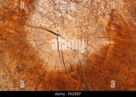 Détail de la surface de coupe fendu d'un tronc d'arbre avec des taches sombres tachetés de base et Banque D'Images