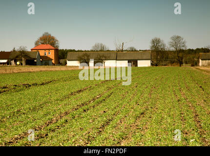 Campagne polonaise en mars, début du printemps,terrain vert de blé d'hiver, le maïs et les bâtiments de ferme à l'arrière-plan.Terres intéressantes Banque D'Images