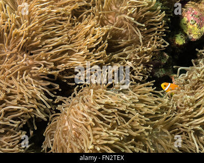 Un minuscule poisson-clownfish s'enorne de l'intérieur de sa maison d'anémone de mer, les frondes de l'anémone qui agacent dans le courant créant un motif abstrait Banque D'Images