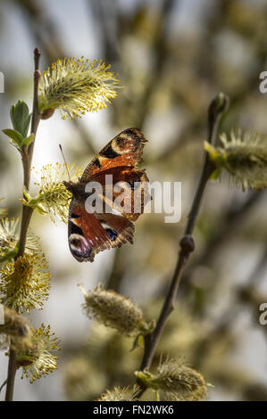 Peacock Butterfly rétroéclairé se nourrissant de chatons au RSPB Minsmere, Suffolk, Angleterre Banque D'Images