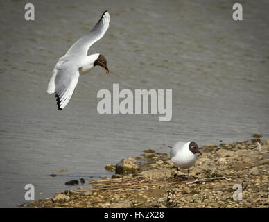 La nidification des goélands à tête noire sur une île à RSPB Minsmere. Suffolk, Angleterre Banque D'Images