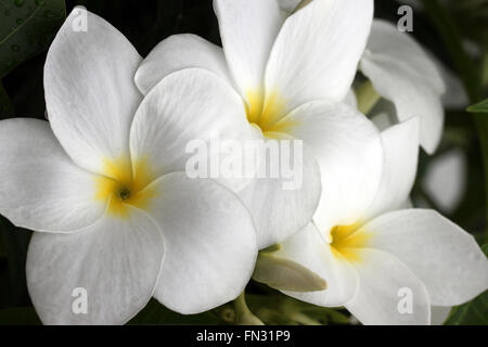 Trio Plumeria blanc Banque D'Images