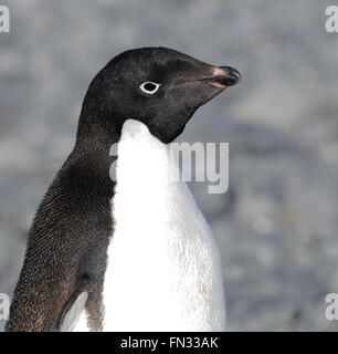 Portrait d'un manchot Adélie (Pygoscelis adeliae). Hope Bay, l'Antarctique. Banque D'Images