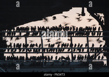Aberystwyth, Pays de Galles, Royaume-Uni. 13 mars 2016. Les meilleurs sièges à la Chambre ? Certains des milliers d'étourneaux qui se percher la nuit sous la jetée de Aberystwyth en concurrence pour les meilleurs spots. Credit : Alan Hale/Alamy Live News Banque D'Images