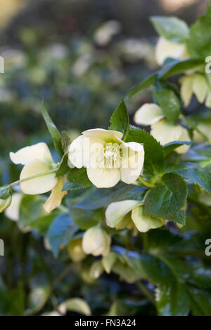 Graines hellébores floraison dans le jardin à la fin de l'hiver. Banque D'Images