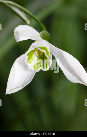 Le géant snowdrop, Galanthus nivalis Arnott'', tourné à partir de ci-dessous pour afficher le marquage vert à l'intérieur de la corolle Banque D'Images