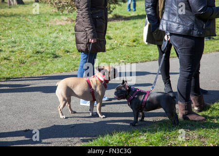 13 mars 2016 - Rencontrez-vous et marchez de Londres Bouledogue Français propriétaires à Regent's Park, London, UK Banque D'Images