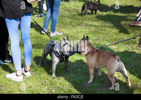 13 mars 2016 - Rencontrez-vous et marchez de Londres Bouledogue Français propriétaires à Regent's Park, London, UK Banque D'Images