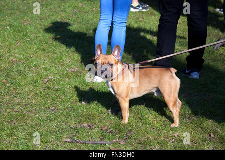 13 mars 2016 - Rencontrez-vous et marchez de Londres Bouledogue Français propriétaires à Regent's Park, London, UK Banque D'Images