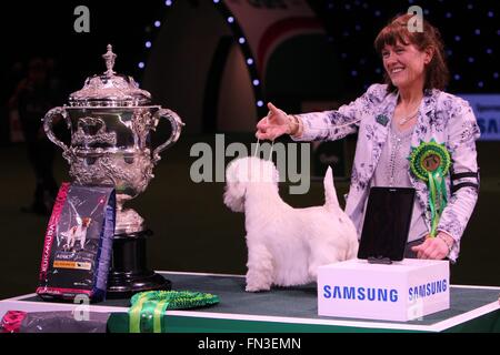 Birmingham, UK. 13 mars, 2016. NEC Birmingham. Ch Burneze Geordie Girl est le gagnant de Crufts 2016. Crédit : Jon Freeman/Alamy Live News Banque D'Images