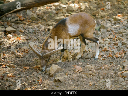 Chypre - mouflon Ovis orientalis ovion Banque D'Images