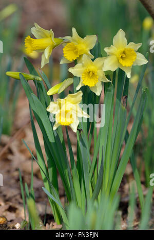 - Narcissus pseudonarcissus jonquille sauvage dans Betty Dawes, bois, Gloucestershire Newent Banque D'Images