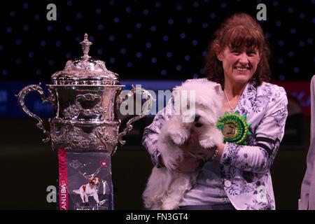 Birmingham, UK. 13 mars, 2016. NEC Birmingham. Ch Burneze Geordie Girl est le gagnant de Crufts 2016. Crédit : Jon Freeman/Alamy Live News Banque D'Images