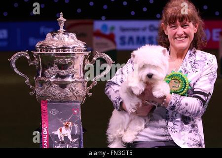 Birmingham, UK. 13 mars, 2016. NEC Birmingham. Ch Burneze Geordie Girl est le gagnant de Crufts 2016. Crédit : Jon Freeman/Alamy Live News Banque D'Images