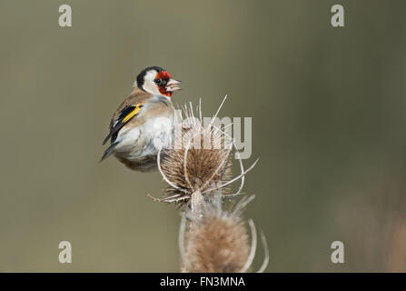 Chardonneret- Carduelis carduelis des profils qui se nourrissent de graines d'Teasel-Dipsacus seedhead. Banque D'Images