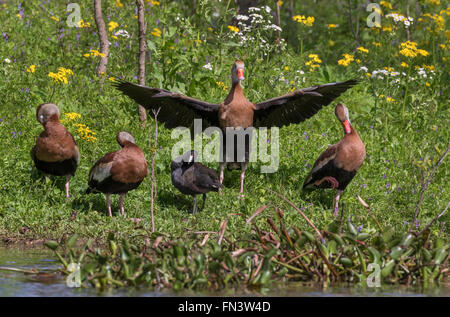 Un groupe de black-bellied whistling canards (Dendrocygna autumnalis) et d'un lissage à foulque le bord du lac Banque D'Images